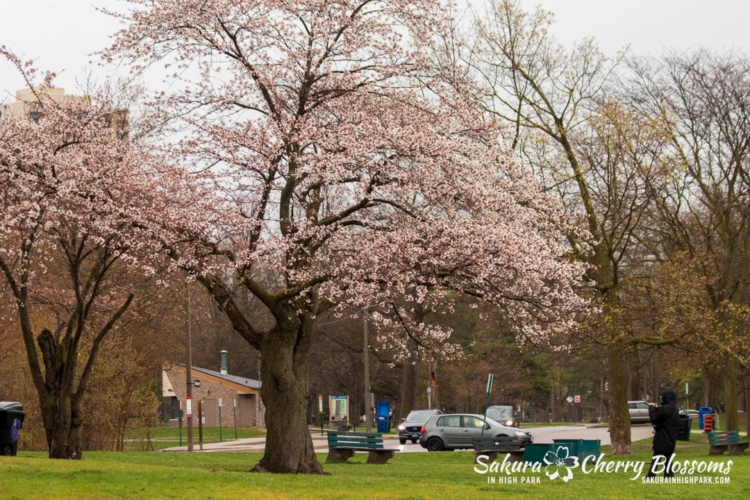 Sakura Watch April 17, 2023 - The cherry blossom bloom has begun